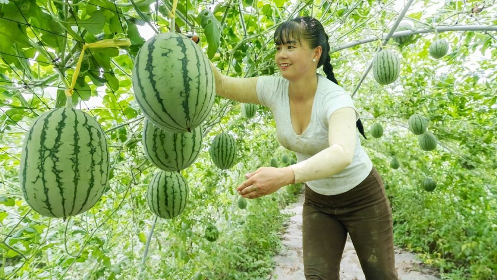 Discover how watermelons make their way to your table.