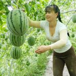 Discover how watermelons make their way to your table.