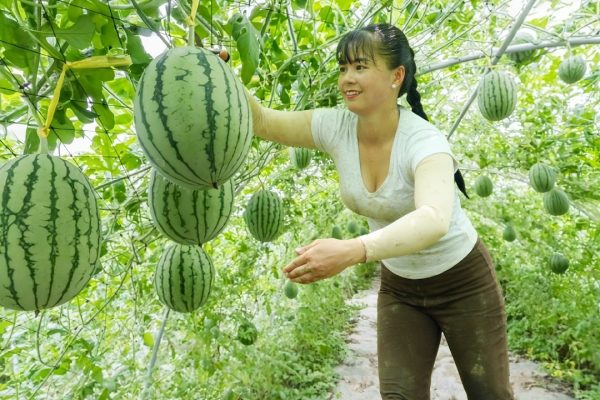 How Watermelons Travel from Farm to Table Discover how watermelons make their way to your table.