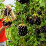 Forest to Market A Simple Life, Deep Roots
