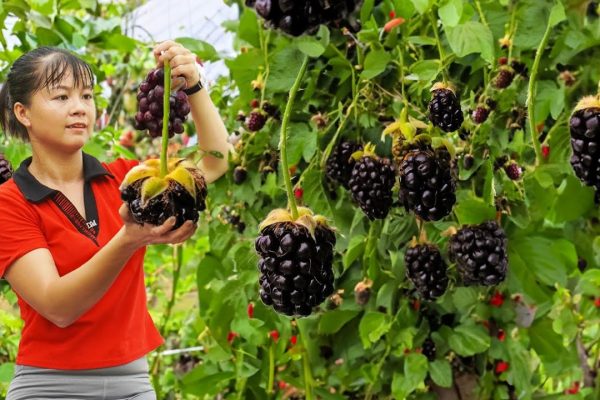 Forest to Market A Simple Life, Deep Roots