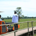 2025 Indonesian rice harvest celebration