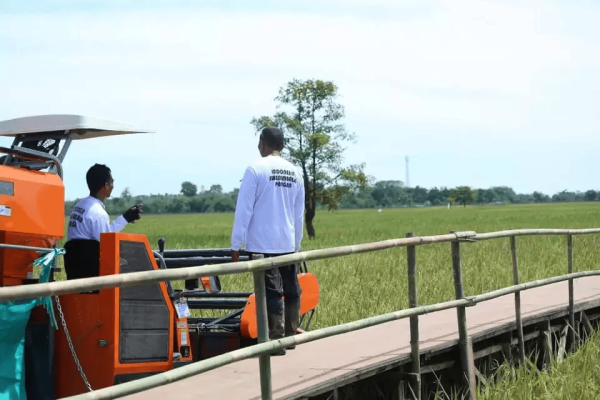 2025 Indonesian rice harvest celebration