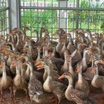 Vietnam Duck Farming Boom