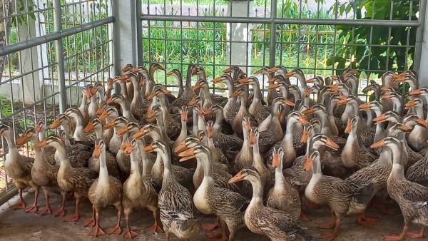 Vietnam Duck Farming Boom