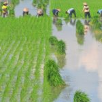 Indonesia rice field conversion