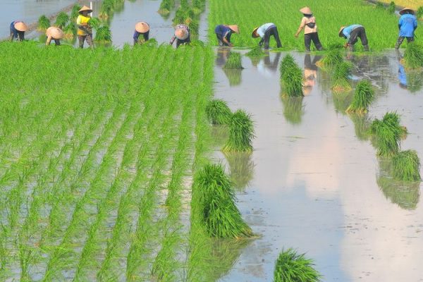 Indonesia rice field conversion