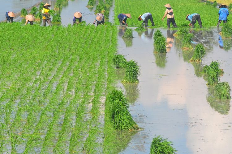 Indonesia Lose Its Rice Fields to Housing? Indonesia rice field conversion