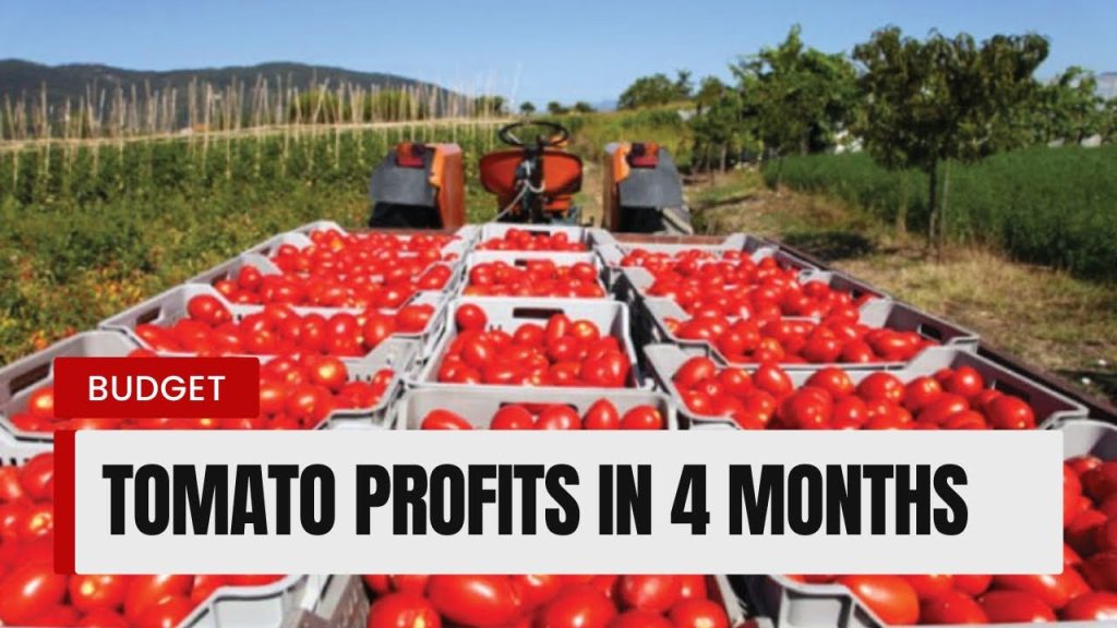 Unlocking Profit Potential: A Detailed Budget Analysis for a One-Acre Tomato Farm in 2025
