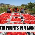 Unlocking Profit Potential: A Detailed Budget Analysis for a One-Acre Tomato Farm in 2025