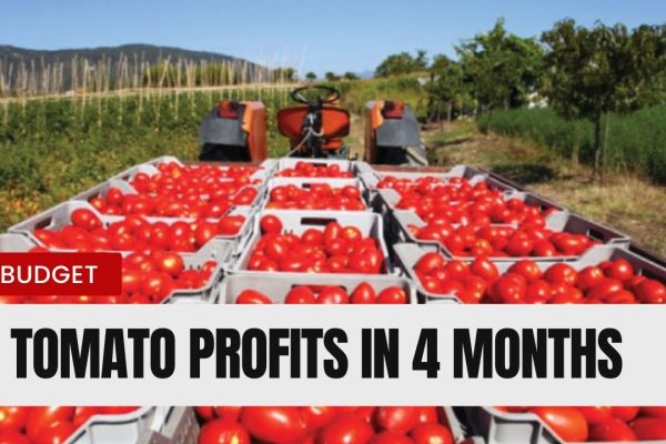 Unlocking Profit Potential: A Detailed Budget Analysis for a One-Acre Tomato Farm in 2025