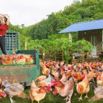 Harvest Day at a Poultry Farm: What the Video Shows and What It Doesn’t