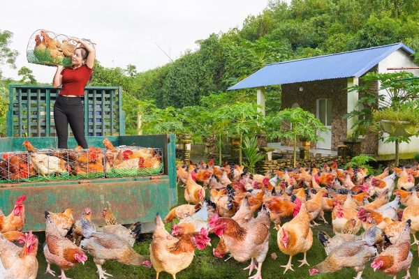 Harvest Day at a Poultry Farm: What the Video Shows and What It Doesn’t