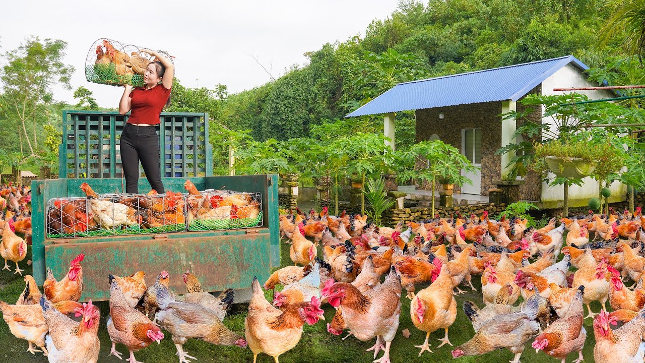Harvest Day at a Poultry Farm: What the Video Shows and What It Doesn’t